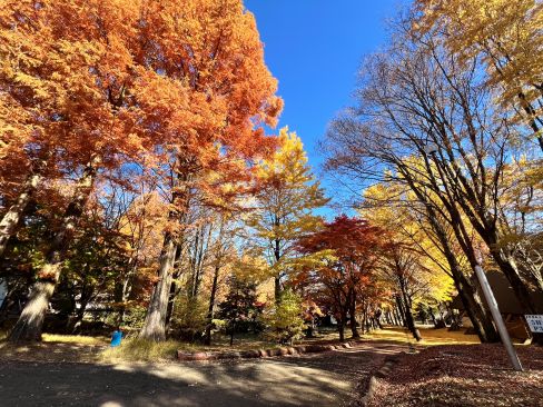 秋の空と紅葉 - ふれあいブログ